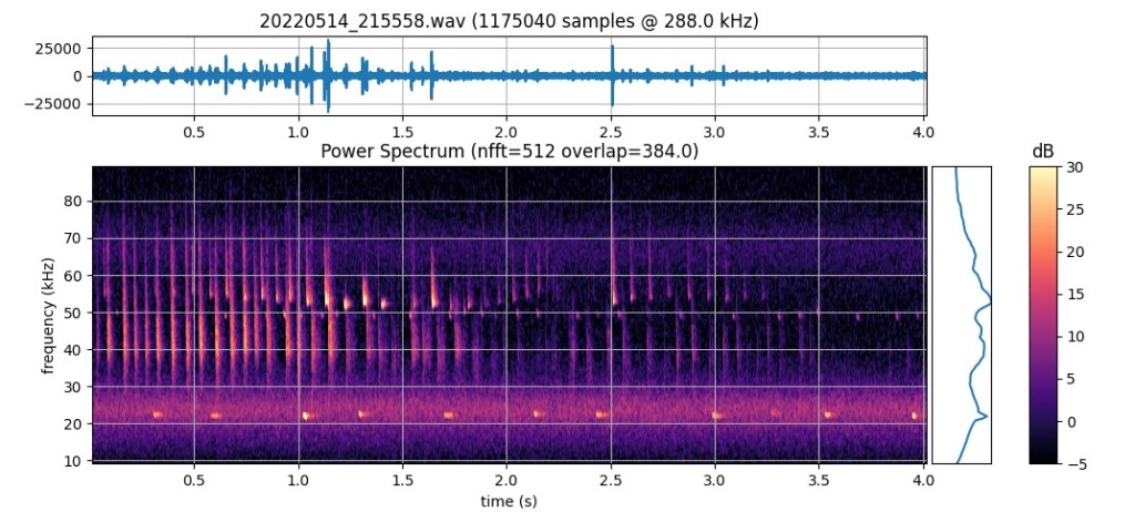 Spectrogram showing multiple species of bat 